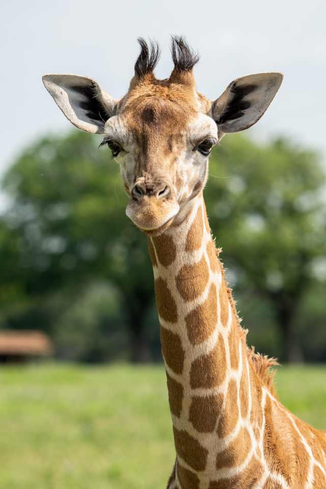 Female Giraffe Female Giraffe