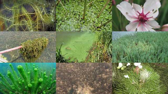 Let's talk about Michigan's invasive aquatic plants: How to identify them  and the dangers they pose
