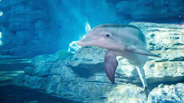 Clearwater Marine Aquarium