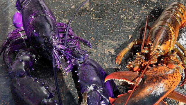 purple lobsters for sale
