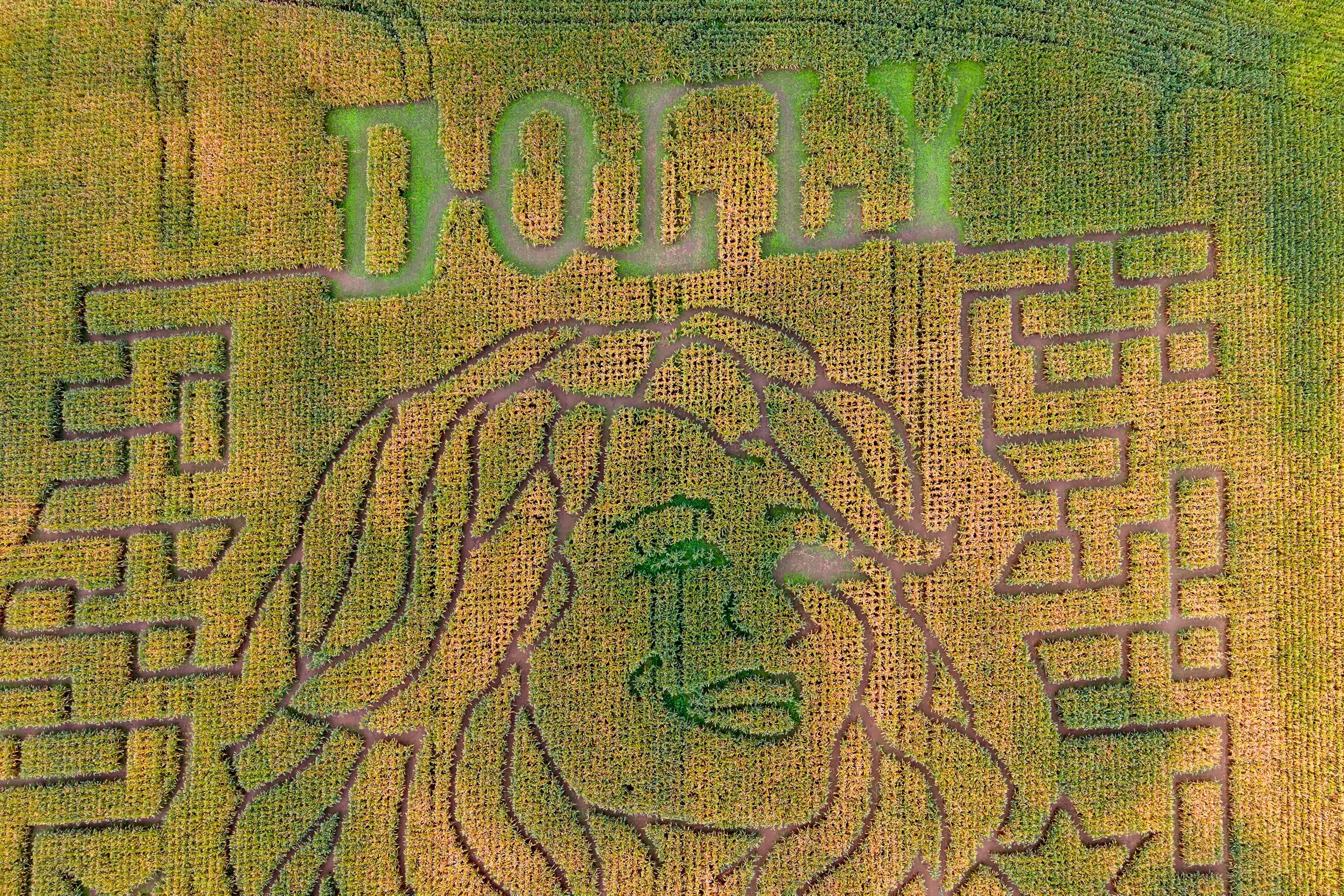 Aw shucks: Dolly Parton corn mazes crop up in fields nationwide