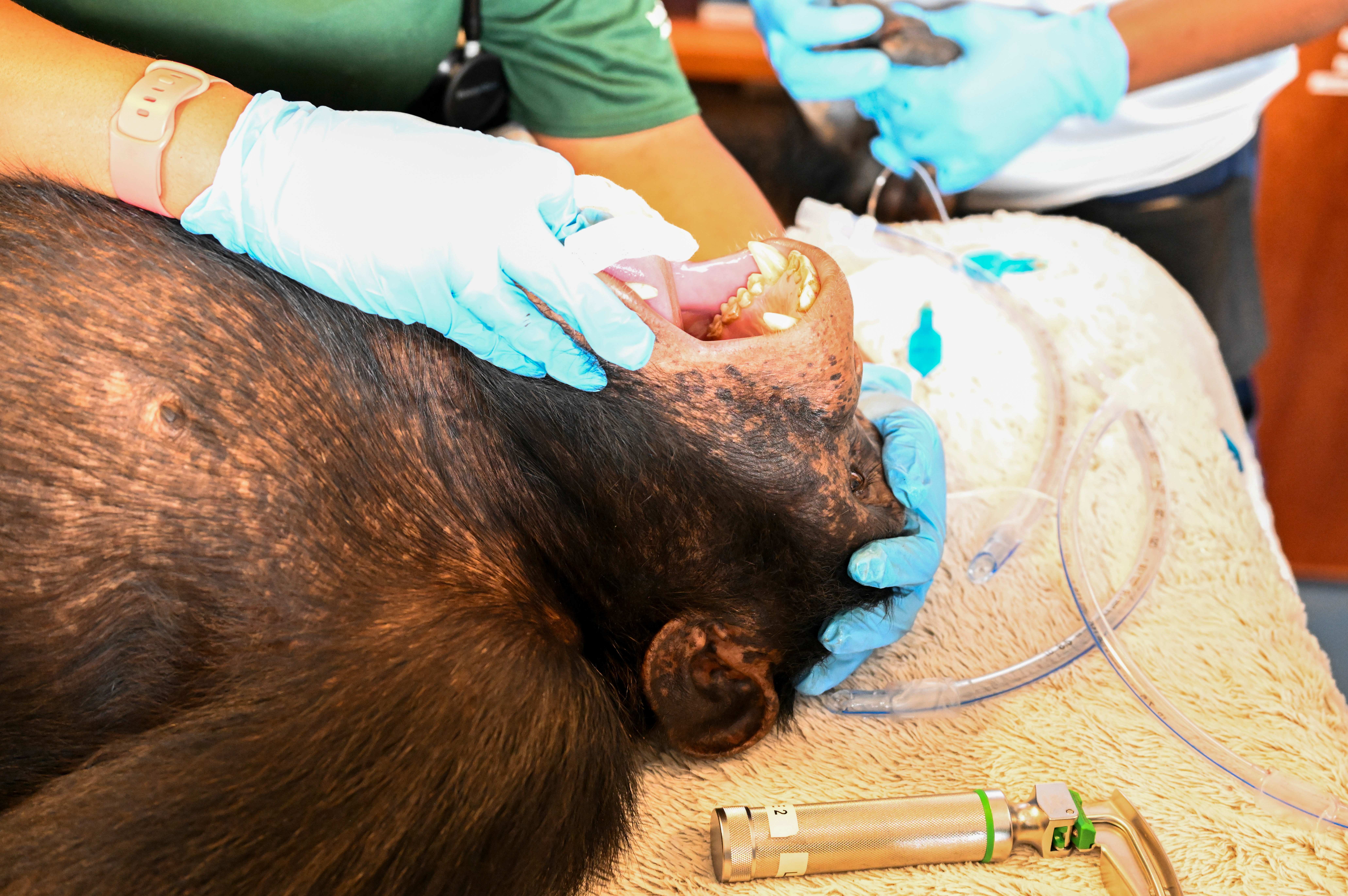 Chimpanzees once used for vaccine research get health checks as part of long-term care