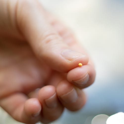 Close-up of a hand holding a single mustard seed