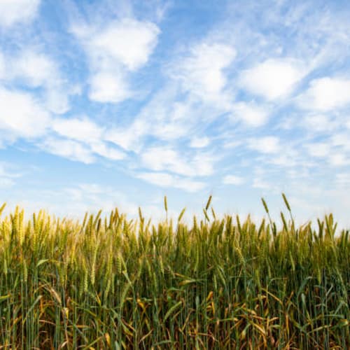 Wheat field