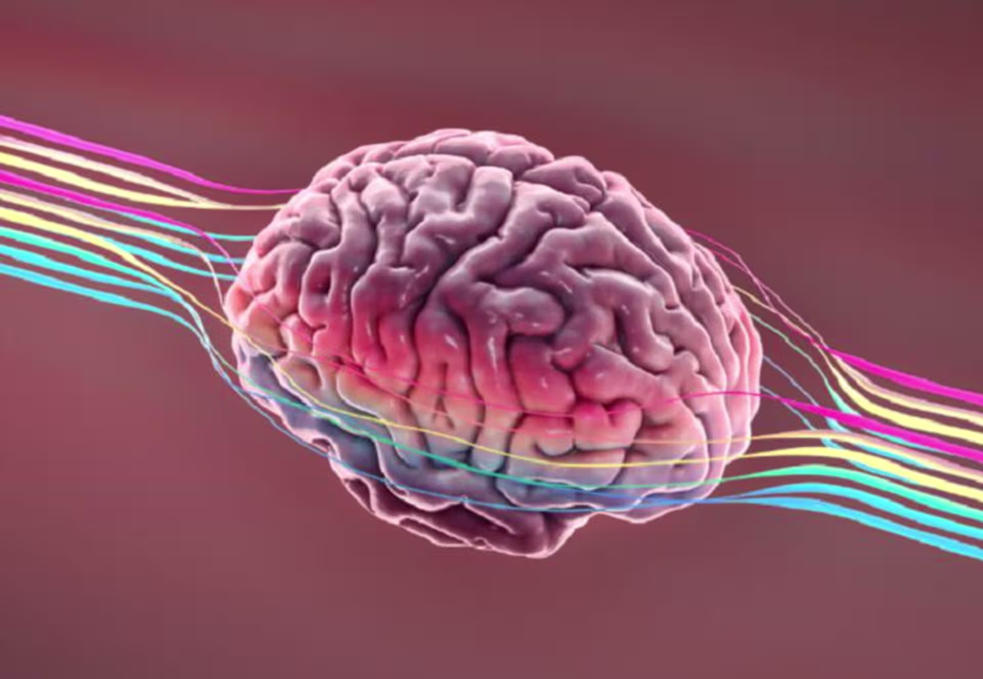 Image of a brain