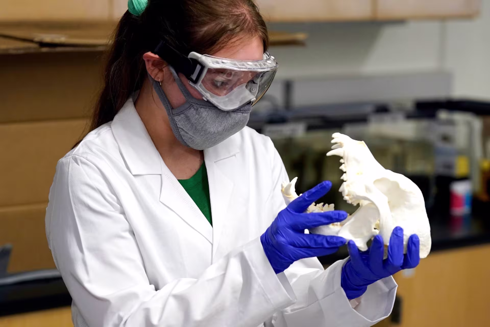 A pre-veterinary medicine student wears safety equipment and gloves in a lab setting while holding an animal skull.
