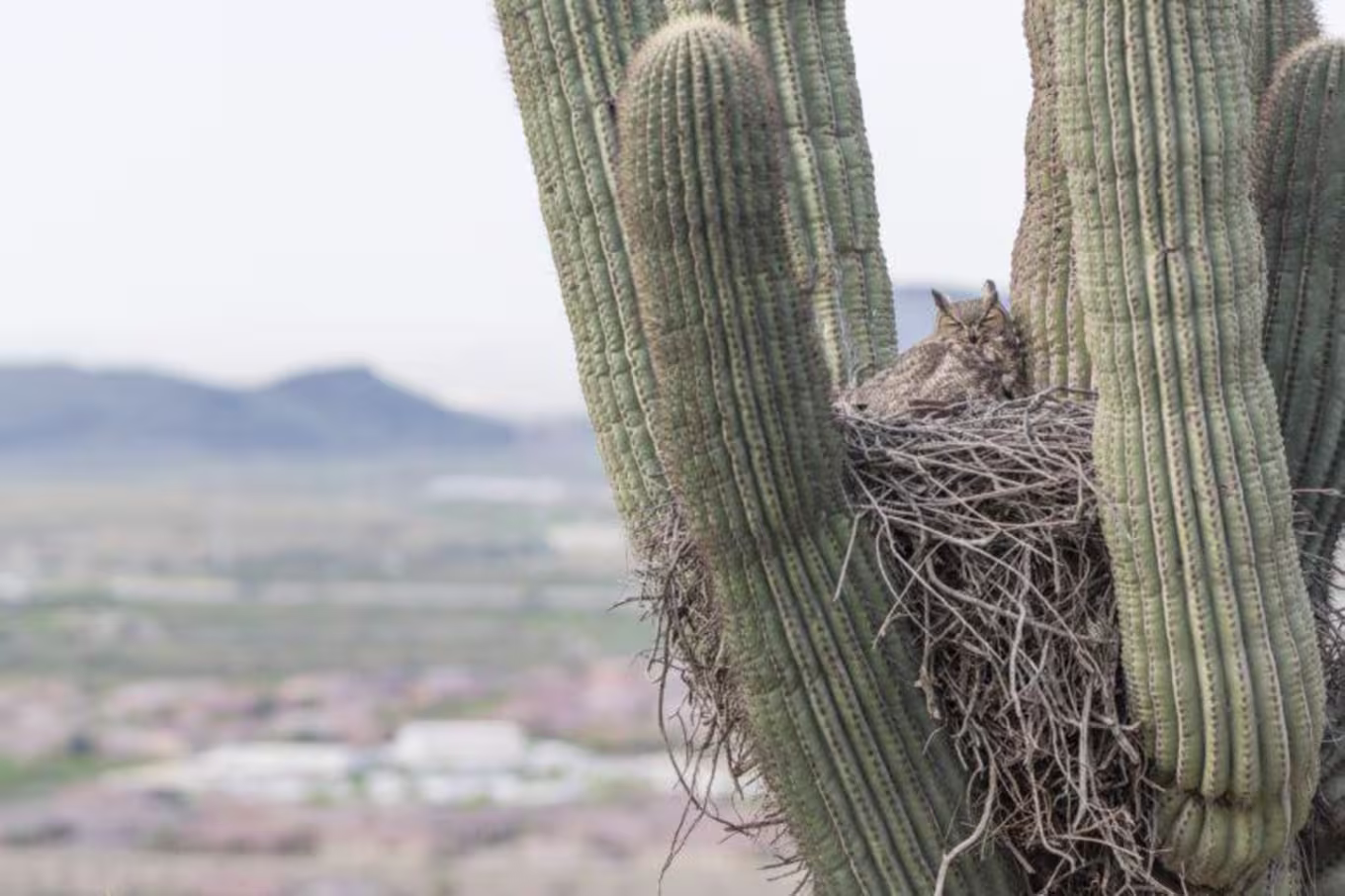 Owl in a cactus