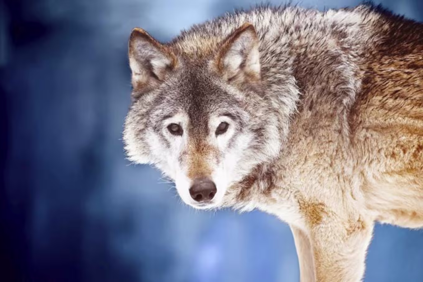 A lone wolf standing in the snowy woods