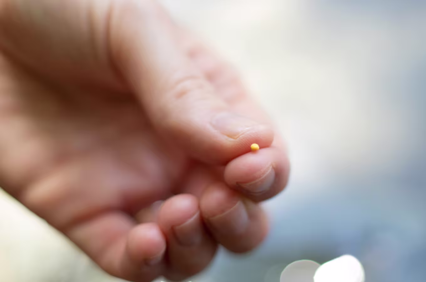 Close-up of a hand holding a single mustard seed