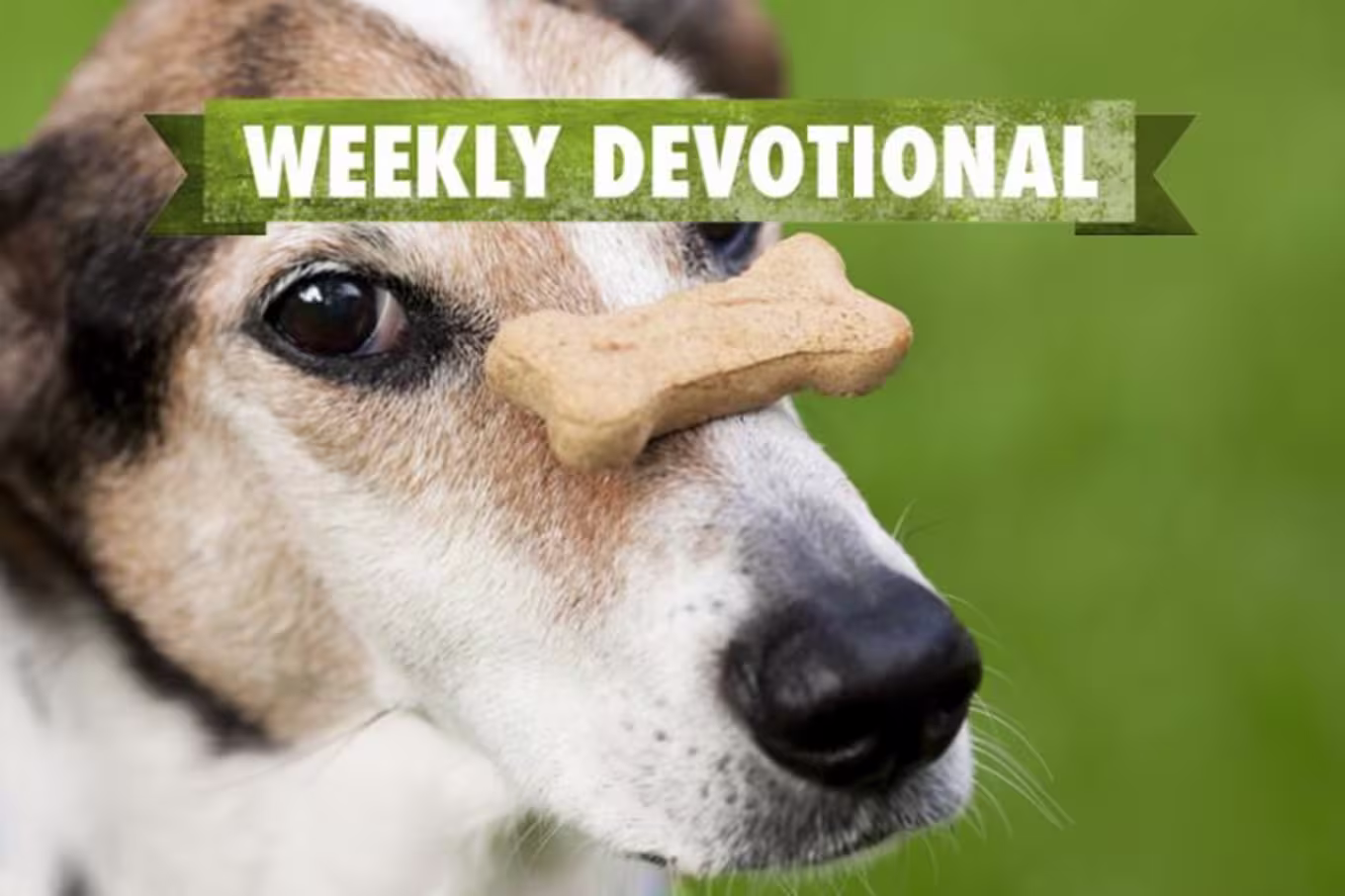 A dog with a bone balanced on his nose under the Weekly Devotional banner