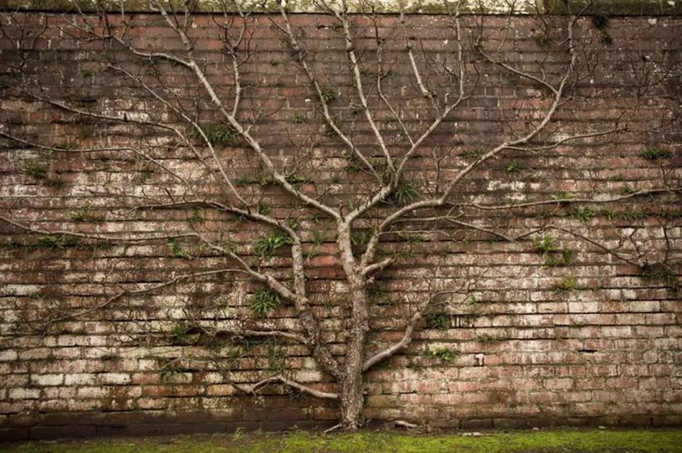 A tree growing against a brick wall