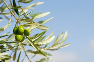 Olive branch in the blue sky.
