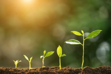 Progression of growing seedlings