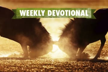Two animals fighting under the Weekly Devotional banner