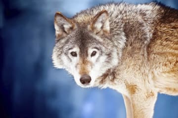 A lone wolf standing in the snowy woods