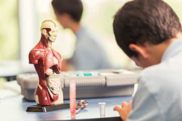 Anatomy student with a diagram