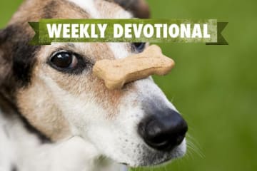 A dog with a bone balanced on his nose under the Weekly Devotional banner