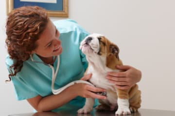 veterinarian working with animals