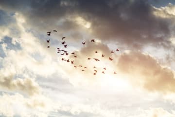 Group of doves fly in unison 