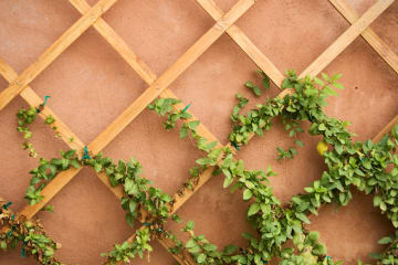 A green vine climbs up a wooden trellis.