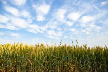 Wheat field