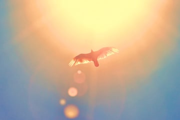 Dove flying under the sun.