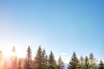 Pine Forest