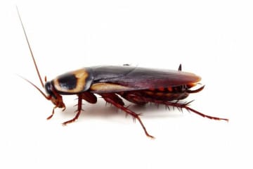 Cockroach graphic