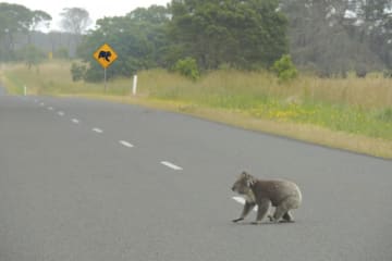 a koala crossing the road