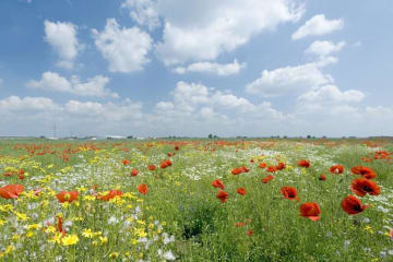 a blue sky and flower meadow