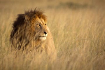 lion in a field