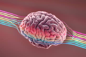 Image of a brain