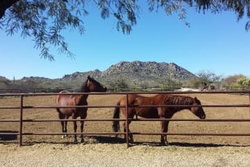 Two horses out near a fence in Rancho Milagro