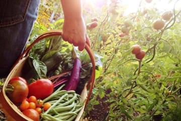 Woman carrying a basket full of vegetables 