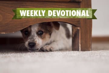 dog hiding under chair