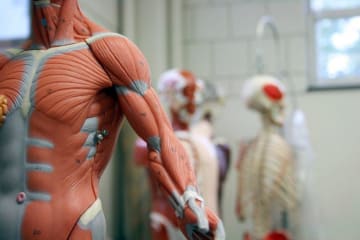 Image of anatomy