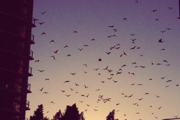 Evening shot of a swarm of seagulls in Cairns in Australia