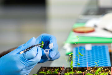 Nutritional scientist analyzing plants