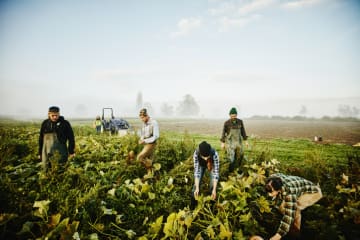 Conscious farmers responsibly harvesting squash