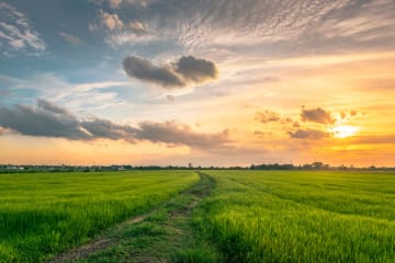 Image of a field and sky at sunset