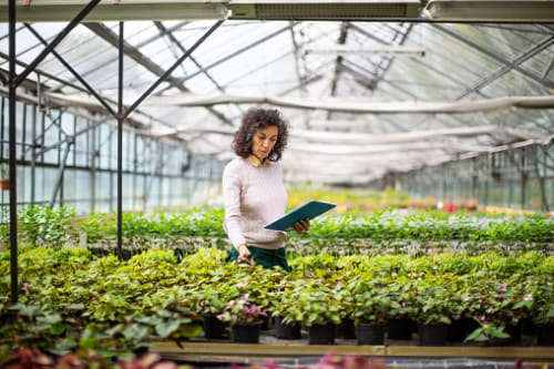 Woman examines plants in a greenhouse