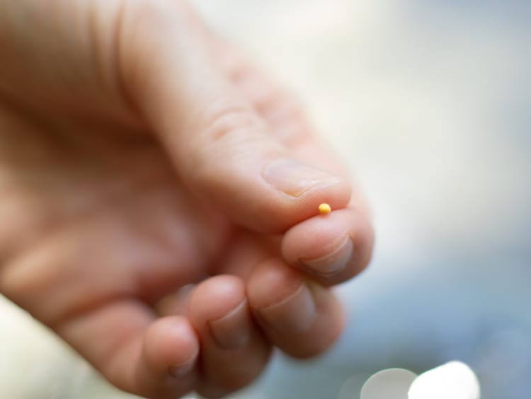 Close-up of a hand holding a single mustard seed