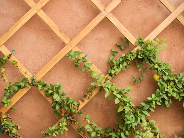 A green vine climbs up a wooden trellis.