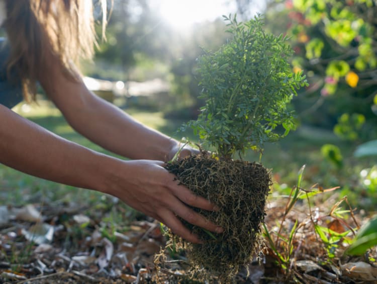 Close-up on a woman planting a tree in her backyard -environmental concepts
