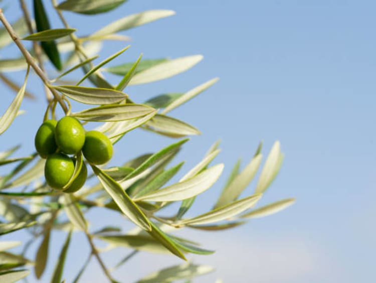 Olive branch in the blue sky.