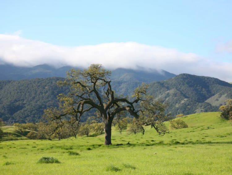 tree in a field