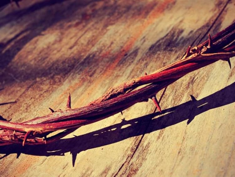 crown of thorns