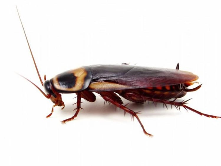 Cockroach graphic