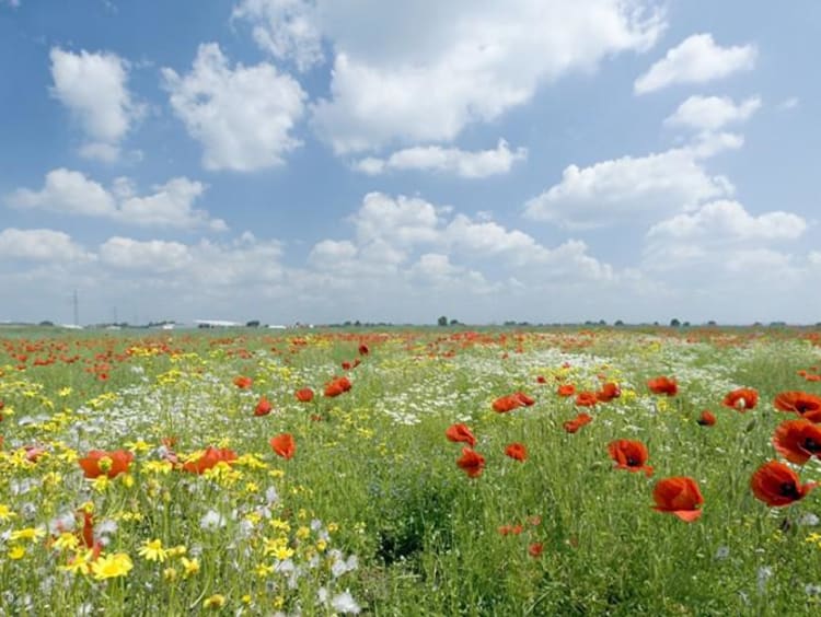 a blue sky and flower meadow