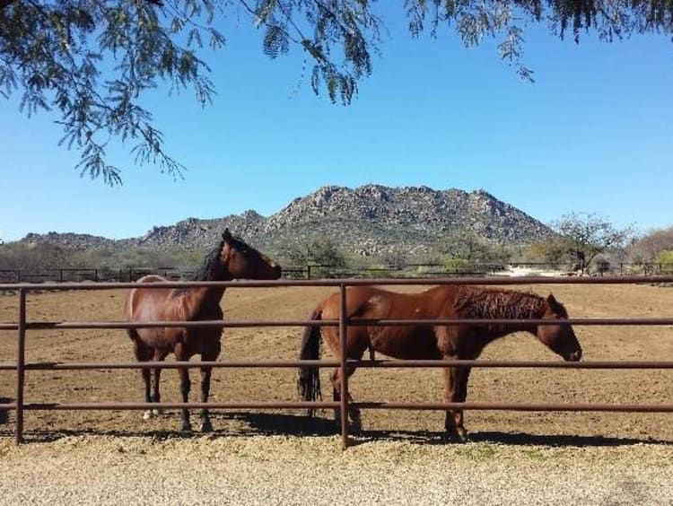 Two horses out near a fence in Rancho Milagro